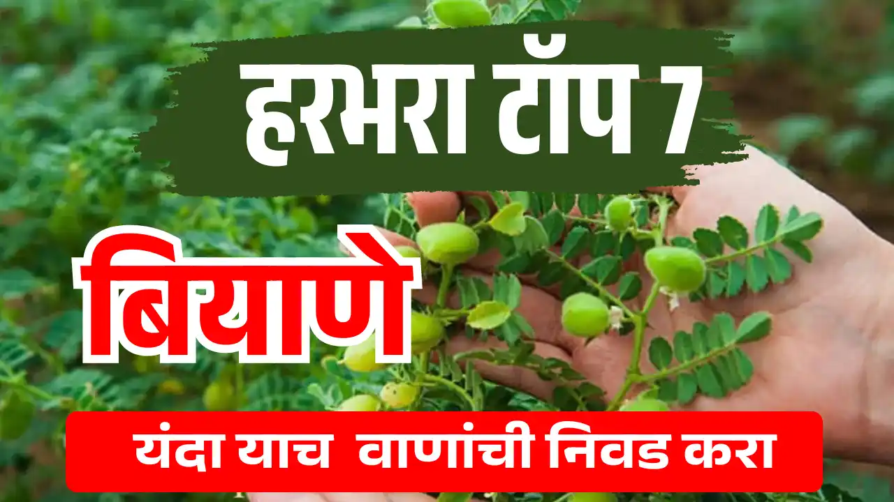 Top harbhara variety